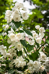 Image showing Branch of white jasmine flowers