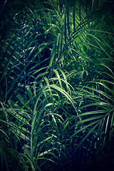 Image showing Dark green palm leaves background