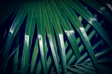 Image showing Dark green palm leaf