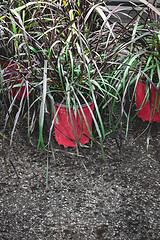 Image showing Green decorative grass in red pots
