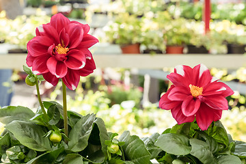 Image showing Vibrant dahlias at the spring floral market