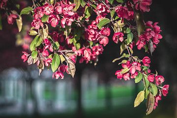 Image showing Pink apple tree blossom in sunlight