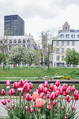 Image showing Tulips in the Old Port of Montreal