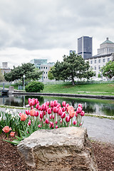 Image showing Park with tulips in the Old Port of Montreal