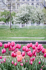 Image showing Pink tulips in a spring park