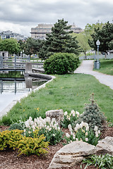 Image showing Spring park with white tulips in Montreal