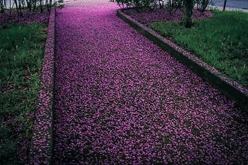 Image showing Spring alley covered in purple flower petals