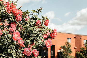 Image showing Wild roses blooming in front of a brick building