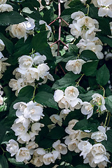 Image showing White jasmine flowers