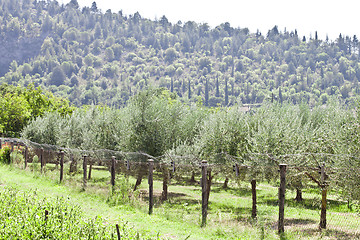 Image showing Olive trees plantation.Italy.