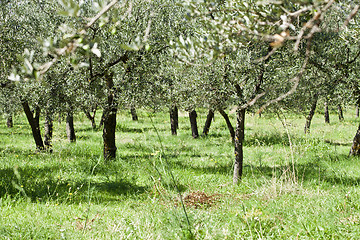 Image showing Olive trees plantation.Italy.