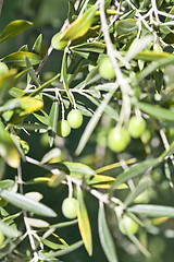 Image showing Season and olive harvest nature image. Italy.