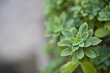 Image showing Green succulent plant closeup on ceramic pot.