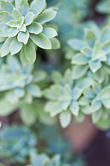 Image showing Green succulent plant closeup on ceramic pot.