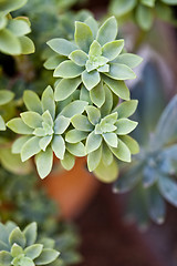 Image showing Green succulent plant closeup on ceramic pot.