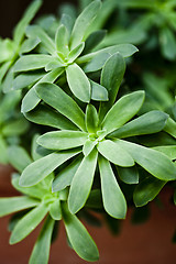 Image showing Green succulent plant closeup on ceramic pot.