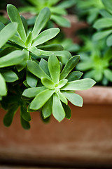 Image showing Green succulent plant closeup on ceramic pot.