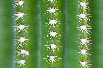 Image showing Green cactus as a background.