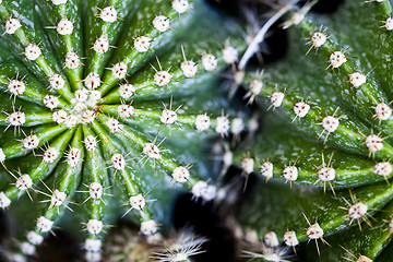 Image showing Cactus macro image, selective focus. 