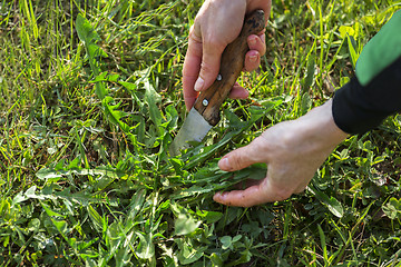 Image showing Dandelion picking