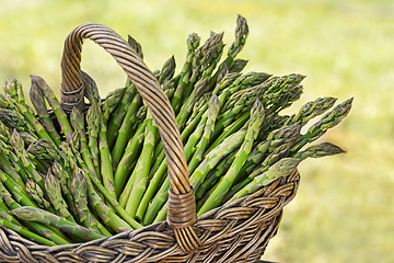 Image showing Asparagus