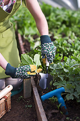 Image showing Gardening