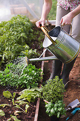 Image showing Gardening watering