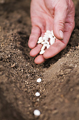 Image showing Planting seeds
