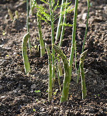 Image showing Asparagus grow