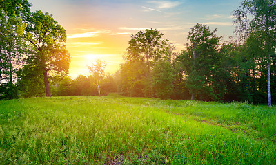 Image showing Meadow with green grass