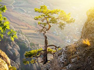 Image showing Tree on rock