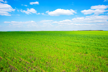 Image showing Field of grass