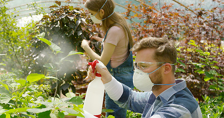 Image showing Male and female professional gardeners spraying fertilizer on plants