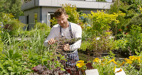 Image showing Professional male gardener taking care and cutting the plants