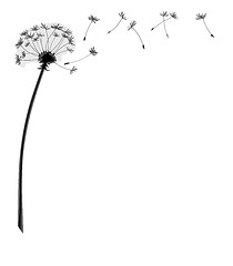 Image showing dandelion flower with flying seeds