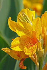 Image showing Yellow lily