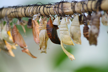 Image showing Butterfly chrysalis