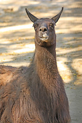 Image showing Lama