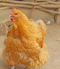 Image showing Hen