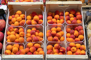 Image showing Fresh Apricots in Trays
