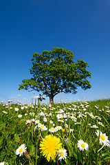 Image showing Dandelion and daisy flowers