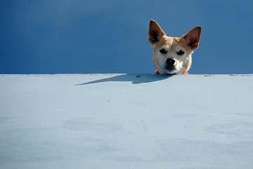 Image showing Guard dog