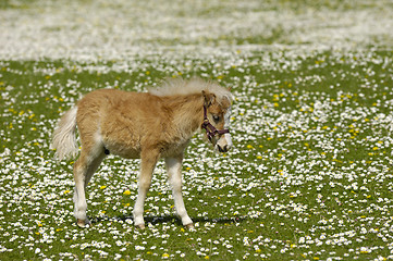 Image showing Young horse meadow with many flowers