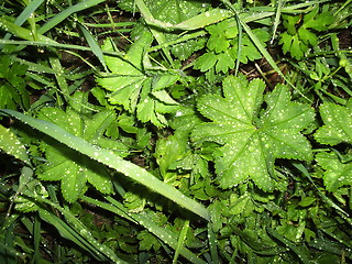 Image showing Leafs