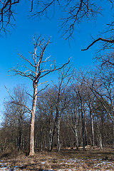Image showing Standing dead oak tree