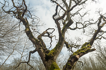 Image showing Wide old mossy oak tree crown