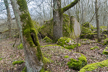 Image showing Beautiful moss covered forest ground