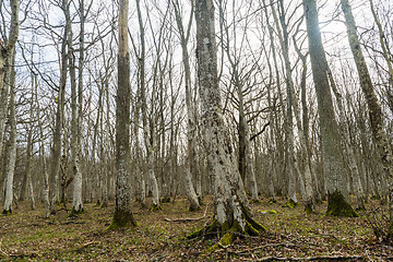 Image showing Gray tree trunks in a Hornbeam forest