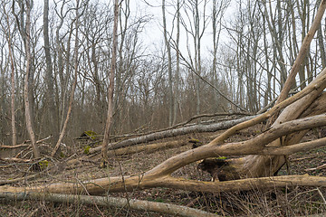 Image showing After the storm in a deciduous forest