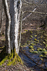 Image showing Bright Hornbeam tree trunk